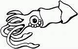 Calamar Stingray Squid Colorear Tintenfisch Sting Ausmalbild Menta Educación sketch template