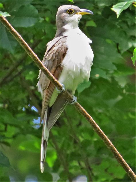 large brown bird   white belly   identify  north american bird whatbird community