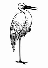 Stork Coloring sketch template
