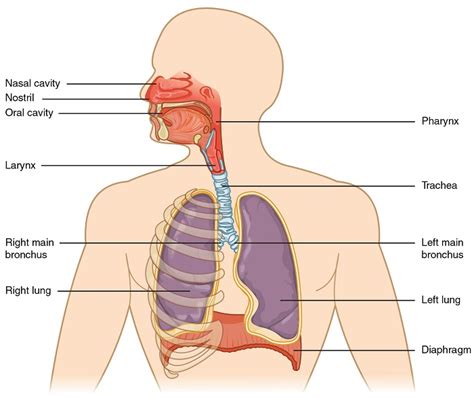 respiratory system definition function  parts biology dictionary