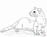 Ferret Coloring Footed Draw Pages Drawing Stoat Printable Step Cute Ferrets Animal Drawings Kids Mustelid Endangered Species sketch template