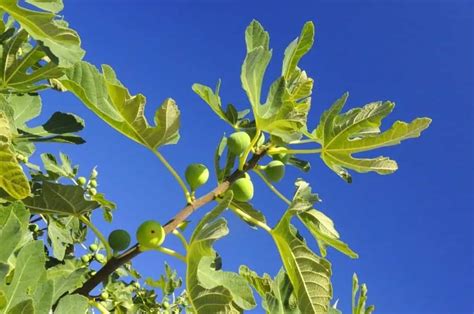11 Different Types Of Fig Trees Plus Interesting Facts