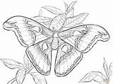 Moth Coloring Atlas Pages Realistic Drawing Luna Printable Super sketch template