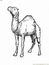 Camel Coloring Pages Printable Camels Kids Cliparts Colouring Clipart Drawing Children Print Animals Library Bestcoloringpagesforkids Choose Board sketch template