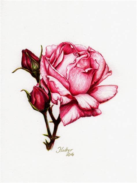 rose buntstift  jana luther rosen zeichnen buntstifte