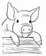 Pig Coloring Pages Printable Kids Farm Animal Gif sketch template