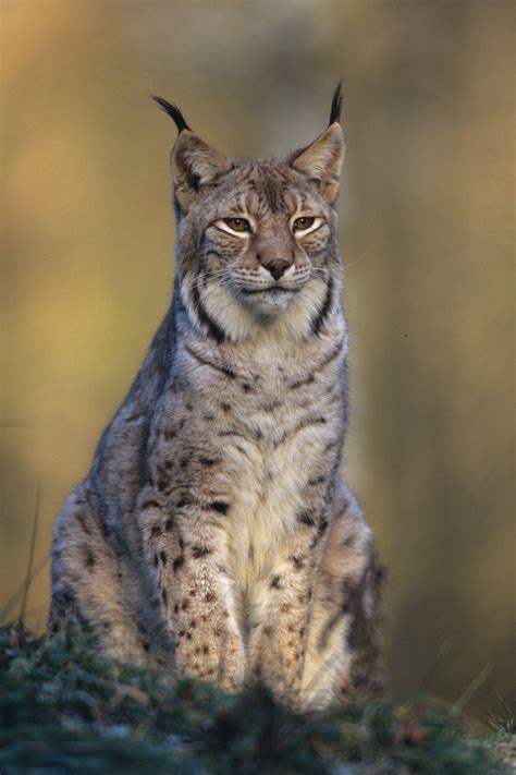 luchs lynx lynx wildland stiftung bayern