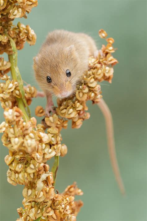harvest mouse paul miguel wildlife photography