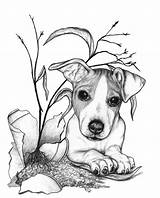 Jack Russell Terrier Coloring Pages Drawing Dog Dogs Drawings Draw Van Chien Artwork Terriers Russells Russel Cross Colouring Grove Cute sketch template