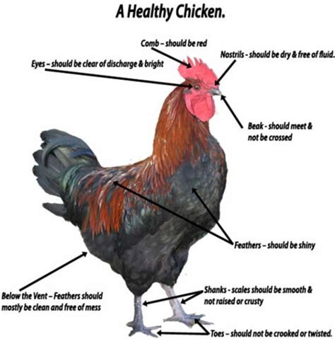 inspecting  chicken  good health
