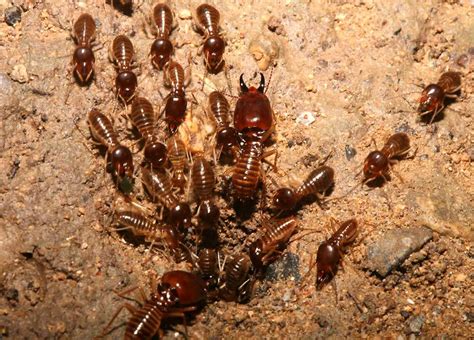 subterranean termites pictures