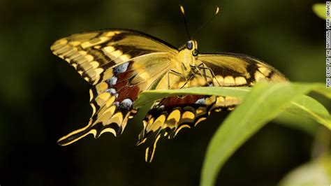 biologists volunteers rush  save florida butterfly species cnncom