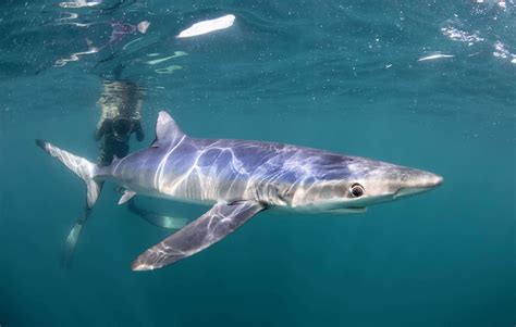 blue sharks shark species  cornwall blue shark snorkel