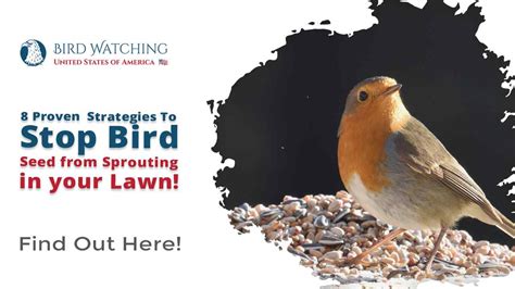 8 Proven Strategies To Stop Bird Seed From Sprouting In Your Lawn