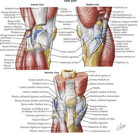 multiple aspects   knee netter anatomy   knee human knee