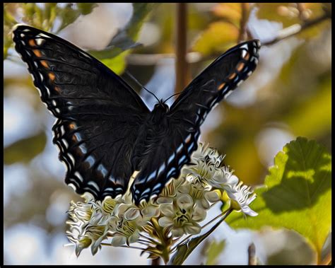 beautiful black butterfly digital art  darlene greydanus fine art america