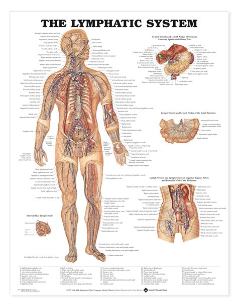 lymphatic system charts