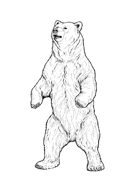 grizzly bear real animals coloring pages  kids printable