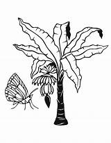 Jungle Coloring Pages Tree Leaves Plants Drawing Awesome 2o Leaf Getdrawings Template Cute Banana sketch template