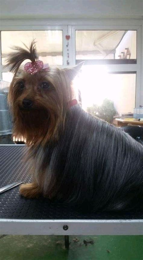 Se Vende Mascotas Accesorios Bellos Yorkshire Terrier Con Pedigree