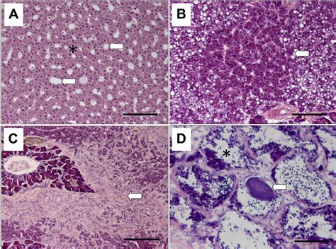 a e d liver histology and pathology of oriental sole synaptura