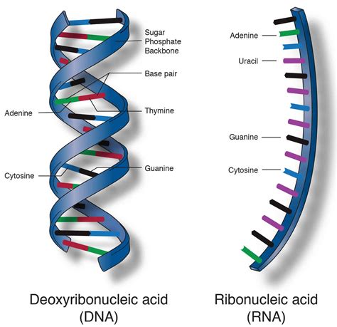 nucleic acid definition nucleic acid structure function types