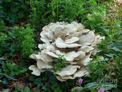 white fungus photograph  charles robinson fine art america