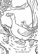 Coloring Geese Pages Popular sketch template