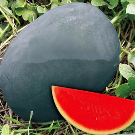 sweet giant black skin watermelon seeds — jack seeds