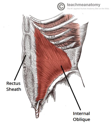 internal obliques learn  muscles custom pilates  yoga