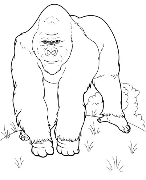 single gorilla coloring page topcoloringpagesnet