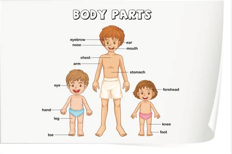 body parts   medical spanish prepositions explained