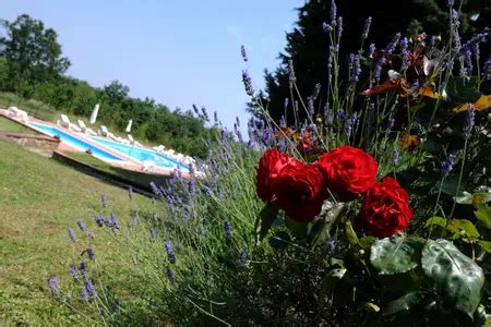 red roses    foreground    boat    background