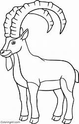 Ibex Stambecco Coloringall Colorare Horns Designlooter sketch template