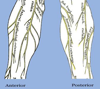 arm anatomy nerves