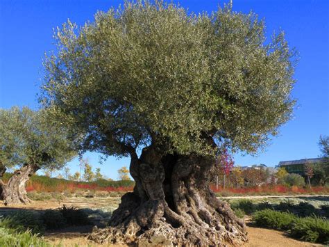 save  centenary olive trees  pillaging med  med