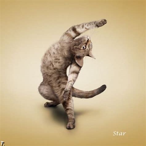 cat pose yoga funny crazy