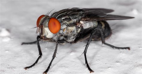 interesting facts  flies   knew