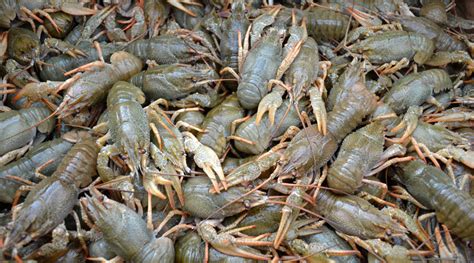 poisoned river crayfish  fish  dying  lviv region novini silbsbkogo gospodarstva