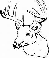 Deer Coloring Pages Head Elk Printable Buck Cartoon Color Drawing Line Simple Doe Print Hunting Clipart Adult Christmas Baby Book sketch template
