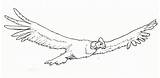 Condor Andino Andes Huemul Cóndor Volando Andean Aves Peligro Resultado sketch template