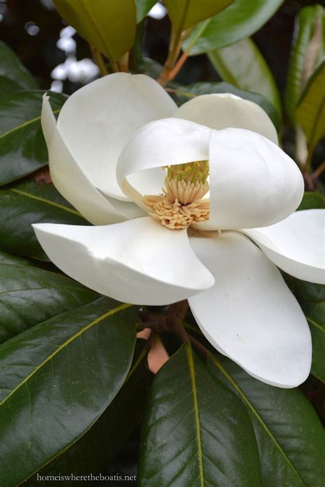 magnolia grandiflora  state flower   louisiana