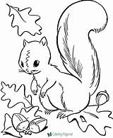 Coloring Autumn Pages Squirrel sketch template