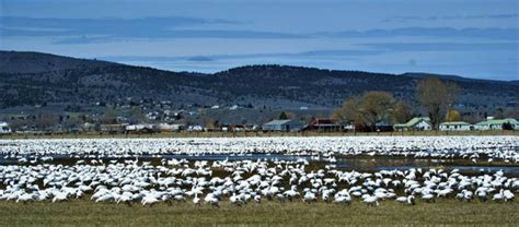 white geese in the harney basin friends of malheur national wildlife