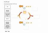 Labeled Molecule Atp Adp Cycle Source sketch template