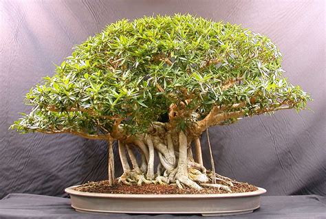 information bonsai trees plants
