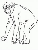 Chimpanzee Coloring Print Popular Zoo Ape Coloringhome sketch template