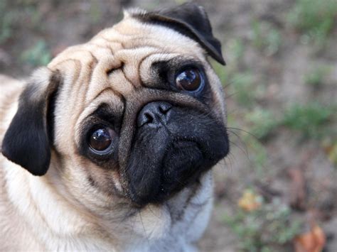 beautiful pug pugs wallpaper  fanpop