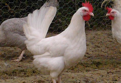 The Top 10 Chicken Breeds That Lay White Eggs