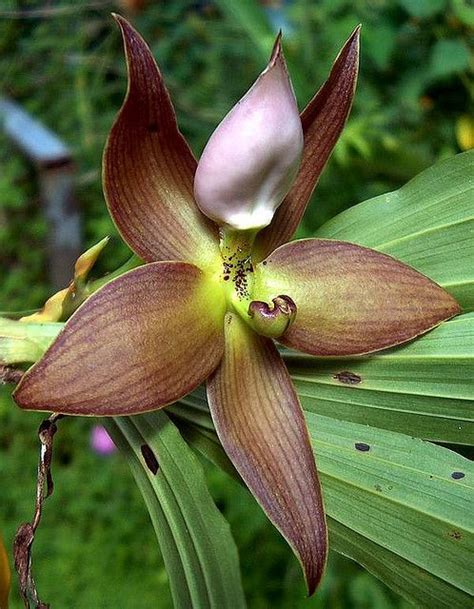 Pin On Orchid Photos